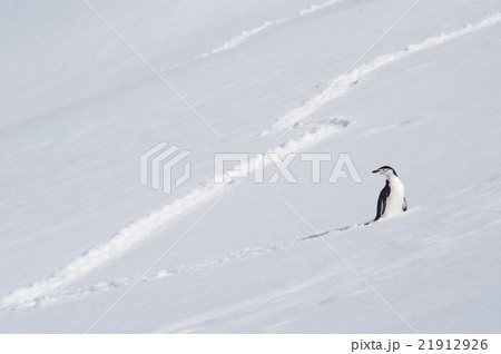 Chinstrap Penguin in Anatcrtica Chinstrap Penguin in Anatcrtica 21912926
