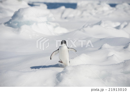 Adelie Penguin 21913010