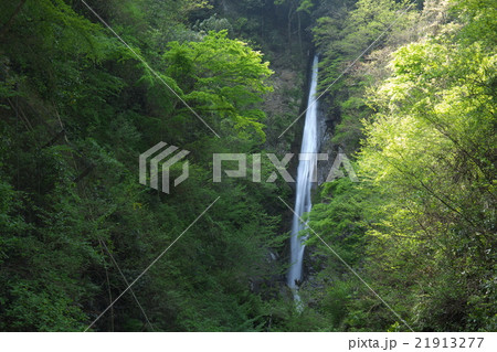新緑の洒水の滝 21913277