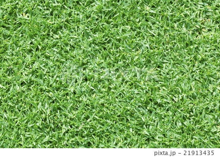 Golf Courses green lawn 21913435