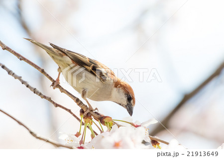 ニュウナイスズメの雄 21913649