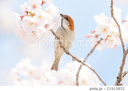 ニュウナイスズメの雄 ニュウナイスズメの雄 21913652