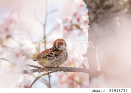 ニュウナイスズメの雄 21913736