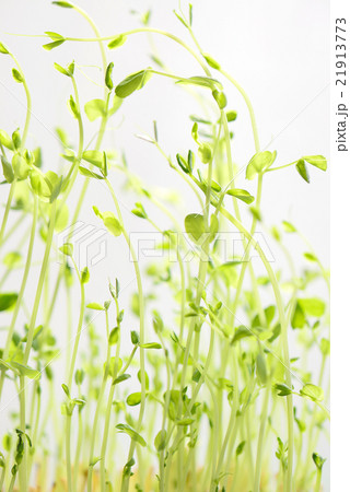 豆苗 豆苗 21913773