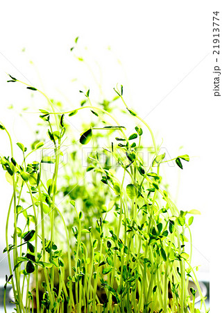 豆苗 豆苗 21913774