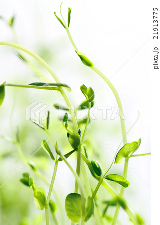 豆苗 豆苗 21913775