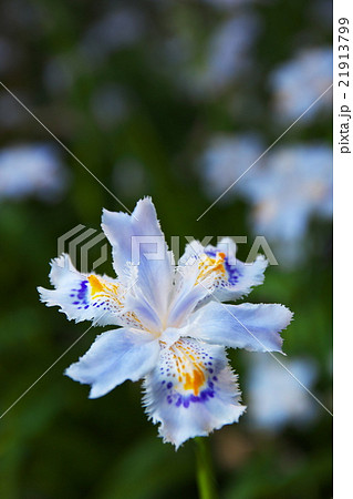 胡蝶花(シャガ)の花 21913799