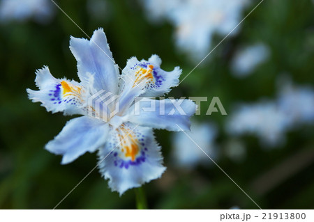 胡蝶花 シャガ の花の写真素材