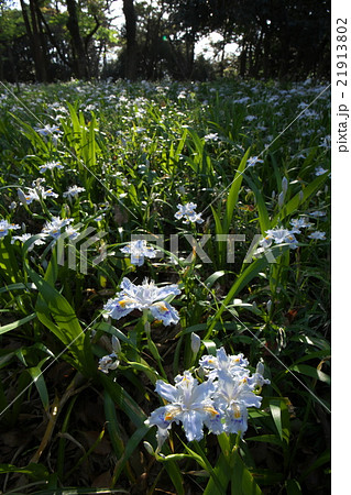 胡蝶花(シャガ)の花 胡蝶花(シャガ)の花 21913802