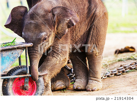 Elephant in Nepal 21914304