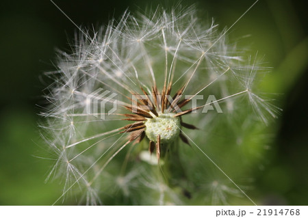 綿毛 21914768