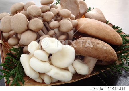 茸 エリンギ 白ヒラタケ 椎茸 シメジ 茸 エリンギ 白ヒラタケ 椎茸 シメジ 21914811
