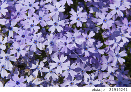 芝桜 紫シバザクラ の写真素材