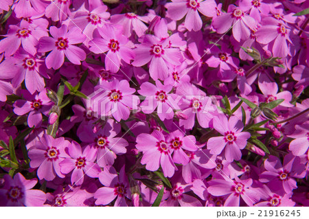 芝桜（ピンクのシバザクラ） 21916245