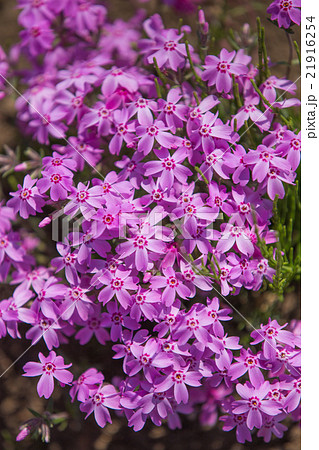 芝桜（紫シバザクラ） 21916254