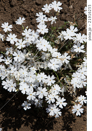 芝桜 白シバザクラ の写真素材