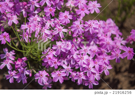 芝桜(紫シバザクラ) 芝桜(紫シバザクラ) 21916256