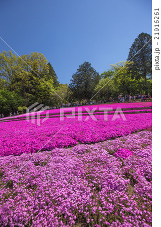 一面に咲く芝桜(埼玉 羊山公園)の季節風景 一面に咲く芝桜(埼玉 羊山公園)の季節風景 21916261