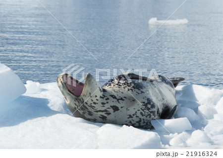 Leopard Seal on Ice Floe 21916324