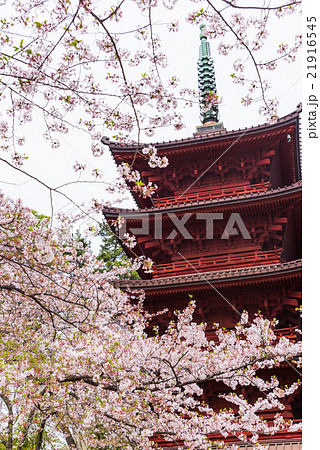 法華経寺 五重塔と桜 春 千葉県市川市中山 2016年4月現在 21916545