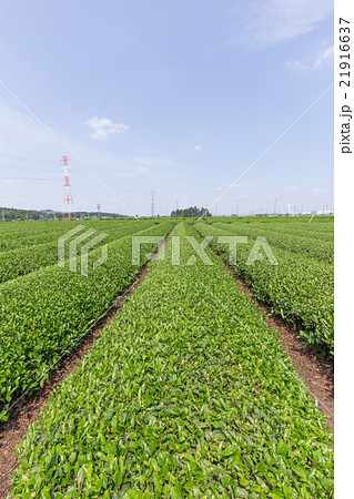 茶畑 埼玉県狭山丘陵 の写真素材