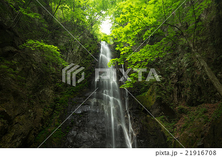 滝と新緑(東京奥多摩の百尋の滝) 滝と新緑(東京奥多摩の百尋の滝) 21916708