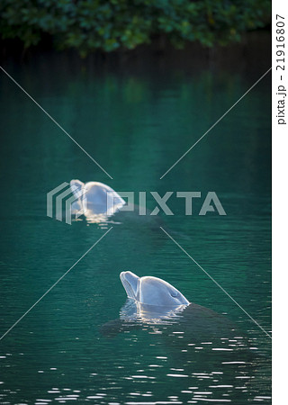 Dolphins swim in paradise island tropical sea Dolphins swim in paradise island tropical sea 21916807
