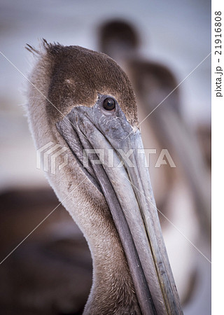 Brown pelican bird wild animal portrait close up 21916808