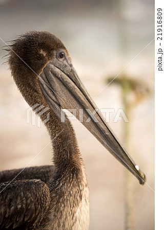 Brown pelican bird wild animal on tropical beach 21916809