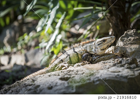 Outdoor nature close up of lizard in the wild Outdoor nature close up of lizard in the wild 21916810