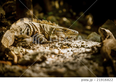 Wild lizards pair of reptile animals in the jungle Wild lizards pair of reptile animals in the jungle 21916822