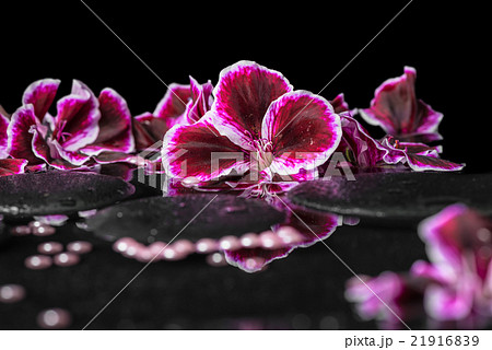 beautiful spa background of blooming geranium  21916839