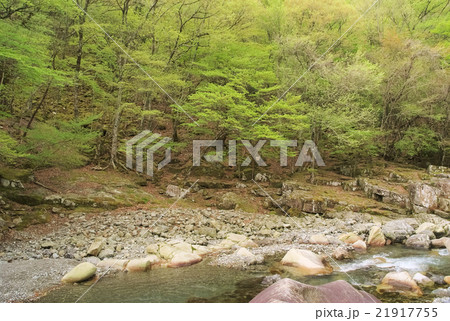 天ノ川渓谷の新緑 21917755