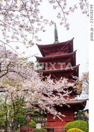 法華経寺 五重塔と桜 春 千葉県市川市中山 2016年4月現在 21918249