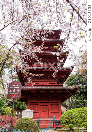 法華経寺 五重塔と桜 春 千葉県市川市中山 2016年4月現在 21918252