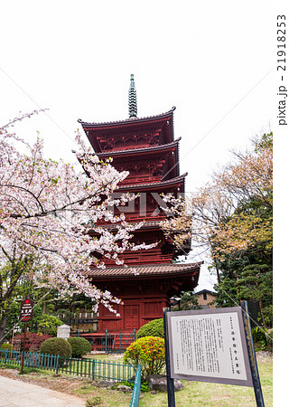 法華経寺 五重塔と桜 春 千葉県市川市中山 2016年4月現在 21918253