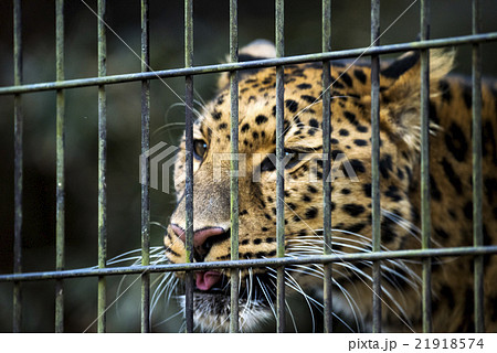 アムールヒョウ 21918574