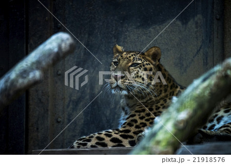 アムールヒョウ アムールヒョウ 21918576