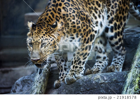 アムールヒョウ 21918578