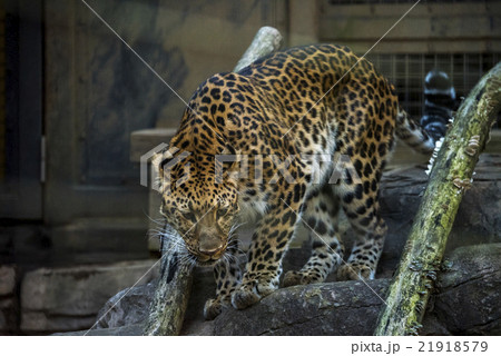 アムールヒョウ アムールヒョウ 21918579