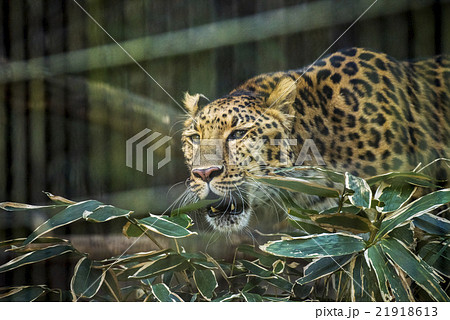 アムールヒョウ アムールヒョウ 21918613