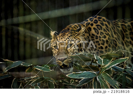 アムールヒョウ 21918616