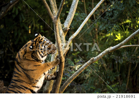 スマトラトラ 21918691