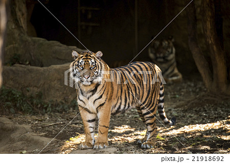 スマトラトラ 21918692