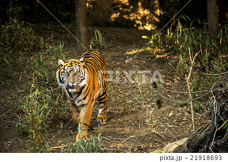 スマトラトラ 21918693
