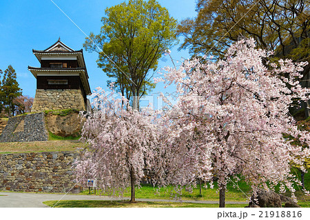 枝垂桜と上田城の南櫓 21918816