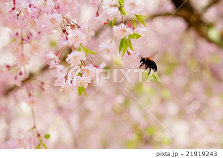 桜と蜂 桜と虫がいることで春を表現されています の写真素材