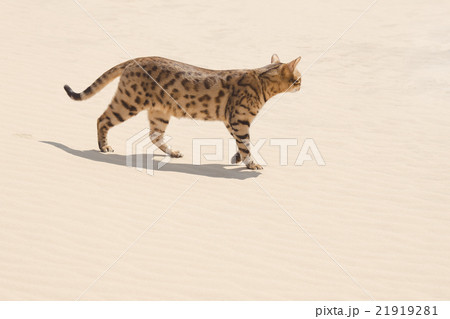 Savannah cat in desert Savannah cat in desert 21919281