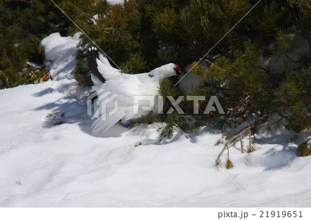 真っ白なライチョウペア1 21919651