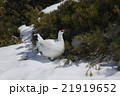 真っ白なライチョウペア2 21919652